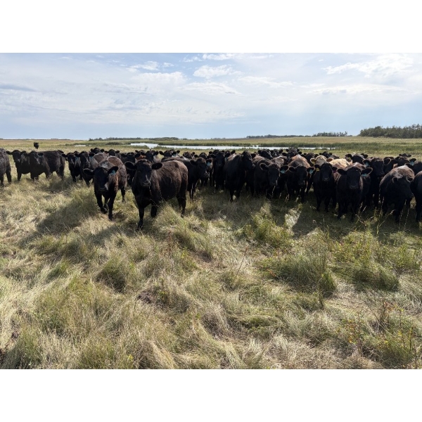 Marketa Land & Cattle - 1025# September Delivery Grass Steers - 120 Head (Botha, AB)