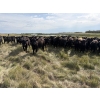 Image 1 : Marketa Land & Cattle - 1025# September Delivery Grass Steers - 120 Head (Botha, AB)