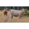 Image 7 : Ootsa Lake Cattle Co. - 825# September Delivery Grass Heifers - 77 Head (Ootsa Lake, BC)