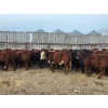 Image 9 : Redline Livestock - 550# November Delivery Steer Calves - 100 Head (Didsbury, AB)