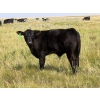Image 7 : Vredegoor Ranch - 500# October Delivery Steer Calves - 195 Head (Handhills, AB)