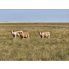 Image 2 : Logan Ranching - 685# November Delivery Steer Calves - 85 Head (Oyen, AB)