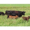 Image 5 : CF Livestock - 30 Pairs (Roblin, MB)