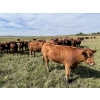 Image 5 : Spring Bank Cattle Co. - 1025# October Delivery Grass Heifers - 72 Head (Springbank, AB)