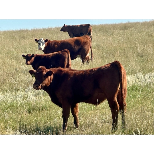 Wilson Grande Coulee Ranch - 650# October Delivery Steer Calves - 42 Head (East Coulee, AB) VBP+