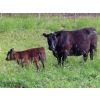 Image 3 : Nameth Land & Livestock Ltd. - 500# November Delivery Heifer Calves - 50 Head (Cupar, SK) VBP+