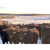 Image 5 : BN Ranch - 730# January Delivery Steers - 240 Head (Boyle, AB)