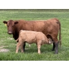 Image 5 : Eagle Creek Ranching Ltd. - 625# October Delivery Steer Calves - 90 Head (Sundre, AB)