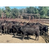 Image 4 : Turtleview Livestock - 870# September Delivery Grass Heifers - 68 Head (Goodlands, MB) VBP+