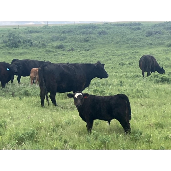Rogers Ranch - 620# November Delivery Steer Calves - 95 Head (High River, AB)