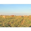 Image 8 : Ross L Seven Ranch Ltd. - 903# October Delivery Grass Heifers - 199 Head (Estevan, SK) VBP+
