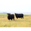 Image 2 : Right Cross Ranch - 1450# Open Cows - 23 Head (Kisbey, SK)