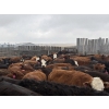 Image 2 : Larry Konschuk - 890# April/May Delivery Heifers - 200 Head (Crossfield, AB)