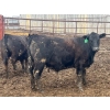 Image 8 : Wade Fewings - 850# April Delivery Steers - 70 Head (Pierson, MB) VBP+
