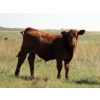Image 6 : Darren Wagner - 550# November Delivery Steer Calves - 100 head (Leader, SK)