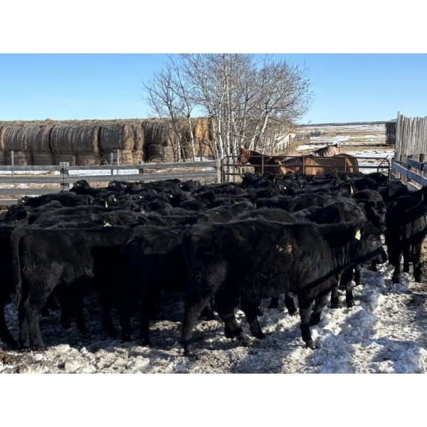 Boulding Ranch -  605# March Delivery Heifers - 68 Head (Big Valley, AB)