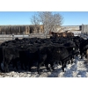 Image 1 : Boulding Ranch -  605# March Delivery Heifers - 68 Head (Big Valley, AB)