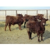 Image 5 : Resch Ranch - 980# March Delivery Steers - 126 Head (Leader, SK) VBP+