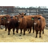 Image 4 : Fox Cattle Co. - 8 Bred Heifers (Pen 439)