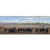 Image 5 : Block's Ranching Ltd. - 685# May Delivery Heifers - 44 Head (Bow Island, AB)