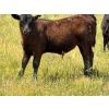 Image 10 : Starland Colony - 680# October Delivery Steer Calves - 60 Head (Drumheller, AB)