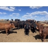 Image 2 : Aart Beekman - 1050# May Delivery Steers - 85 Head (Readymade, AB)