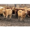 Image 2 : Doerksen Farms - 1000# August Delivery Heifers - 63 Head (Gem, AB)
