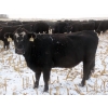 Image 5 : Little Rainbow Ranch - 22 Black & BBF Simm X Angus 3rd Calf Spring Calvers (Moosomin, SK)