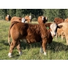 Image 2 : Jason & Jenna Packer - 830# October Delivery Steer Calves - 145 Head (Sundre, AB)