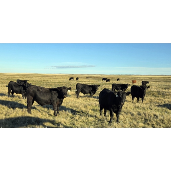 Jamie McMillan - 1090# October Delivery Grass Steers - 84 Head (Elkwater, AB)