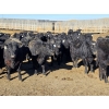 Image 9 : Downie Lake Colony - 860# March Delivery Heifers - 210 Head (Maple Creek, SK)