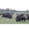 Image 8 : Star Lake Beef (1987) Charlene & Craig Kaartinen - 30 Black Angus Pairs (Eriksdale, MB)