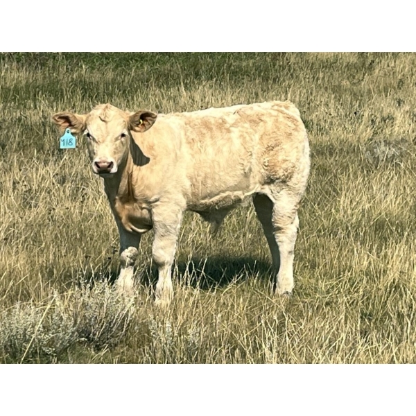 Peacock Farms - 725# October Delivery Steer Calves - 70 Head (Chinook, AB)