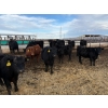 Image 4 : Lowe Ranches - 706# March Delivery Heifers - 54 Head (Nanton, AB)