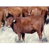 Image 2 : Scott & Gail Sapergia - 20 Red March/April Calving Bred Heifers (Hays, AB)