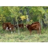 Image 4 : 141 Mile Ranch - 525# October Steer Calves - 95 Head (141 Mile House, BC) VBP+