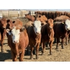 Image 7 : Van Hal Livestock Inc. - 725# May Delivery Heifers - 228 Head (Seven Persons, AB)