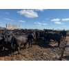 Image 6 : Chipping Hill Cattle Co. - 750# August Delivery Heifers - 77 Head (MacGregor, MB)