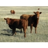 Image 6 : Crooked Tree Ranch - 610# October Steer Calves - 125 Head (Jenner, AB)