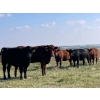 Image 5 : Bar 3 Ranches Ltd. - 930# September Delivery Grass Heifers - 66 Head (Erskine, AB)
