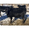 Image 4 : Rock Creek Cattle Co. Ltd. - 610# December Delivery Weaned Heifers - 40 Head (Nanton, AB) VBP+
