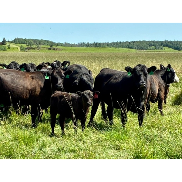 MG Cattle Co. Ltd. - 550# November Delivery Steer Calves - 45 Head (Sangudo, AB)
