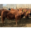 Image 9 : Van Hall Cattle Co. - 925# April Delivery Steers - 128 Head (Scandia, AB)