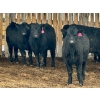 Image 3 : Sturgeon River Ranch - 675# March Delivery Steers - 90 Head (Rockyford, AB)