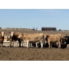 Image 6 : Jason Szymanek - 775# May Delivery Heifers - 75 Head (Stauffer, AB)