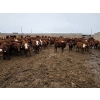 Image 4 : Ripple Rock Ranch - 740# March Delivery Steers - 245 Head (Fincastle, AB)