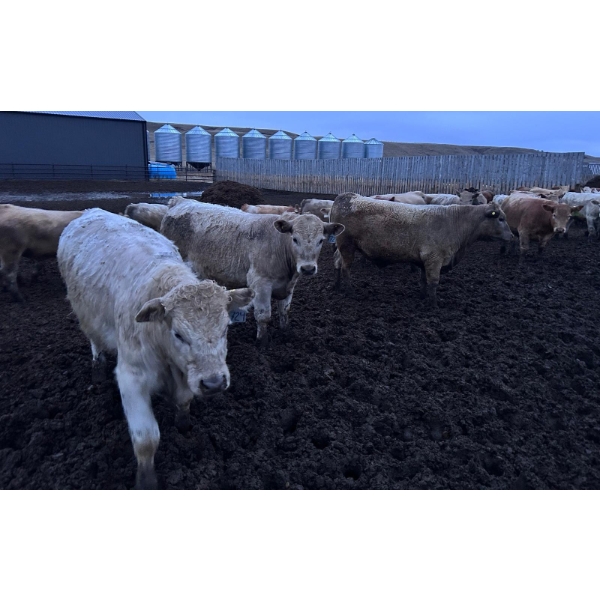 Wyatt & Meg Isaacson - 886# April Delivery Steers - 133 Head (Killdeer, SK)