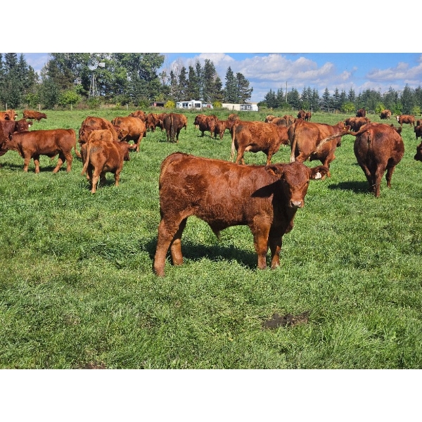 Horizon Ridge Farms - 700# Nov/Dec Delivery Steer Calves - 65 Head (Rimbey, AB)