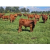 Image 1 : Horizon Ridge Farms - 700# Nov/Dec Delivery Steer Calves - 65 Head (Rimbey, AB)