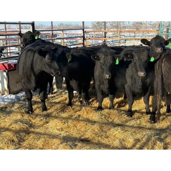 Daniel & Kim Doerksen - 17 Second Calvers (Pen 144)